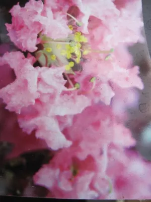 Produktbild von Chinesische Kräuselmyrte Black Diamond ® Shell Pink - Lagerstroemia indica - Kreppmyrte - 40-60cm