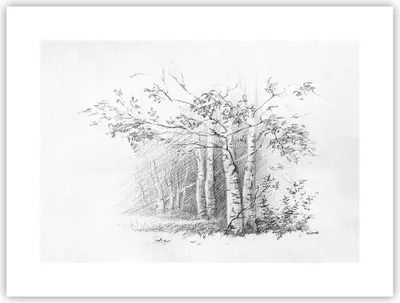 Produktbild von Poster - Poster ohne Rahmen - Skizze Wald Birke - 40x30 cm - Wand Bild - Wanddeko - Wandbilder - Kunstposter - Wandposter - Bilder - Kunstdruck - Wanddekoration - Wandbild - P2XAA40x30-4280