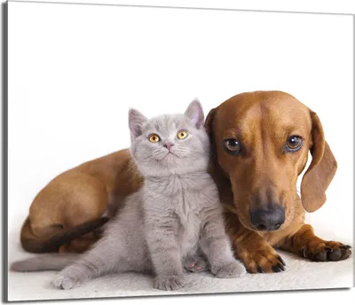 Produktbild von Herdabdeckplatte 60x52 Glaskeramikkochfeld Abdeckung Spritzschutz Glasplatte Deko Schneidebrett, Katze Hund