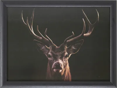 Produktbild von Mars&More knietablett schwarz hirsch RNLTZW