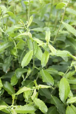 Produktbild von Salix cinerea, Grau-Weide, 60–100 cm