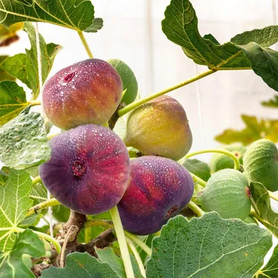 Produktbild von Feigenbaum Ficus carica Rouge de Bordeaux 2 Pflanzen Ø15cm 50cm Höhe winterharte