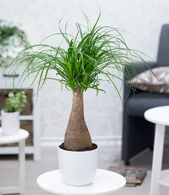 Produktbild von BALDUR Garten 1x Elefantenfuß 50-60 cm hoch, Pflanze im 17 cm-Topf, Nolina recurvata, Beaucarnea Flaschenbaum, Wasserpalme, Grünpflanze, Zimmerpflanze, mehrjährig - frostfrei halten, Blickfang