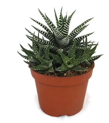 Produktbild von Haworthia fasciata - Zebra-Haworthie - im 10,5cm Topf