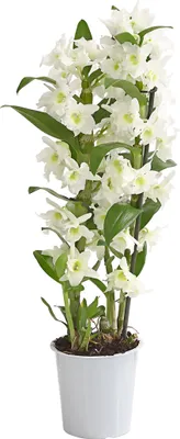 Produktbild von Dehner Traubenorchidee, üppige weiße Blüten, ca. 40-50 cm, Ø Topf 12 cm, Zimmerpflanze