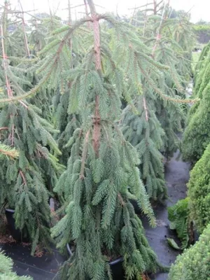 Produktbild von Hängerotfichte Inversa - Picea abies Inversa 60-70cm