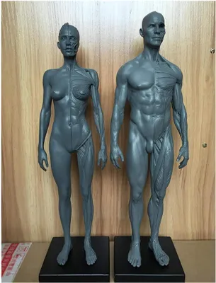 Productafbeelding van Anatomisch Model - Menselijk Lichaam - Kunst Studie - Gedetailleerd Spierbot - 30 cm - Grijs