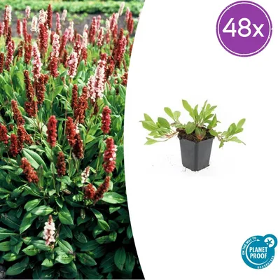 Zdjęcie produktu dla Persicaria aff. 'Darjeeling Red' | 48 sztuk - 10-25cm - Ø9cm - Roślina ogrodowa
