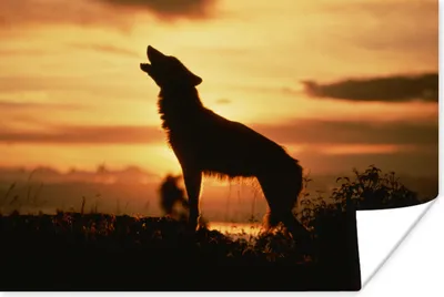 Produktbild von MuchoWow® Poster Wolf - Scherenschnitt - Raubtier 60x40 cm - Schlafzimmerdekoration