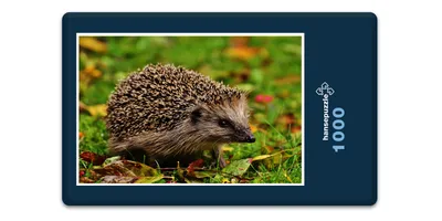 Produktbild von hansepuzzle 16862 - Igel im Laub Puzzle, 1000 Teile, Tierwelt, 60,0 x 46,0cm mit hochwertiger Aufbewahrung, Kartonbox & Beutel