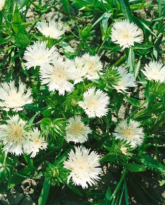 Produktbild von Kornblumenaster Träumerei, im Topf - Stokesia laevis