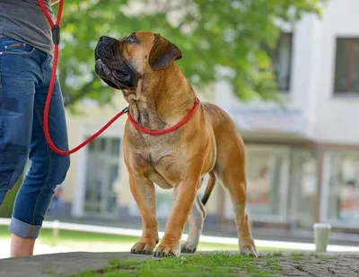 Productafbeelding van Hunter Retriever-lijn, Freestyle 8/120 met stopring, kleur: petrol