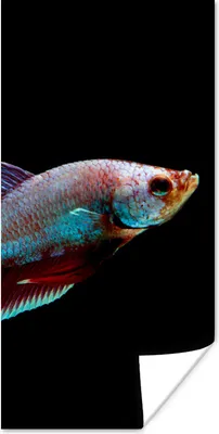 Produktbild von MuchoWow® Poster Fische - Tiere - Licht 20x40 cm