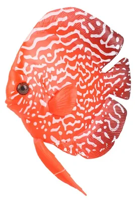 Produktbild von Künstliche Fische zur Dekoration von Aquarien – realistische Silikonfische