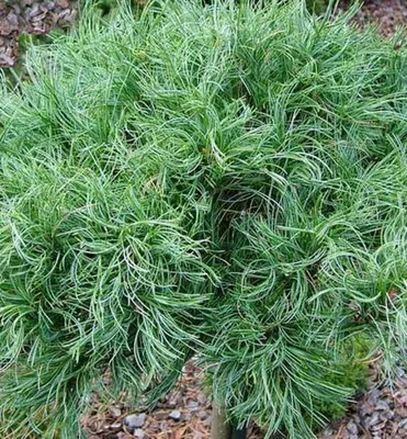 Produktbild von Weymouth-Kiefer ´TINY CURLS´ 50-60 cm, kont. 10 l
