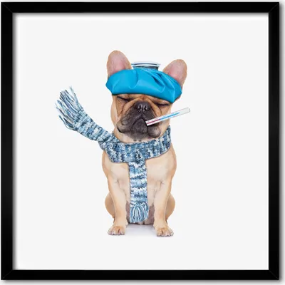 Produktbild von Bild - 50 cm x 50 cm - MDF - Rahmen, Wandkunst - Kranker Hund