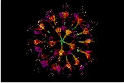Produktbild von MuchoWow® Poster Blumen - Orange - Rosa - Schwarz 120x80 cm - Bilder