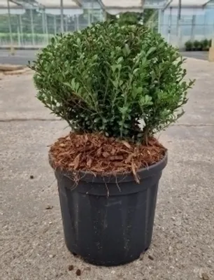 Obrázek produktu pro Ilex cren. 'Glorie Dwarf' - Japonská stechpalma 20- 25 cm - kontejner
