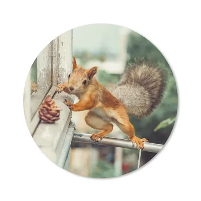 Produktbild von MuchoWow® Mauspad Mousepad Eichhörnchen - Fenster - Herbst - Tannenzapfen 40x40 cm - Mousepads - Maus Mat - Pad - Mausunterlage - Schreibtisch Accessoires
