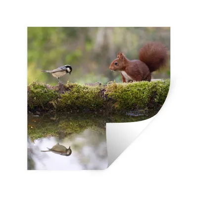 Produktbild von MuchoWow® Wandtattoo Wandsticker Wandaufkleber Waldtiere - Wasser - Moos 30x30 cm Selbstklebend und Repositionierbar - Repositionierbar - Wasser abweisend