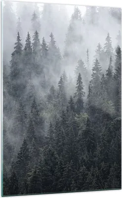 Produktbild von Bilder auf glas - Einteilig - Wald Baum Natur - 70x100cm - Glasbilder - Wandbilder - Bilder - zum Aufhängen bereit - Wanddekoration aus Glas - Glas Bilder - Wandbild auf Glas - GPA70x100-4074