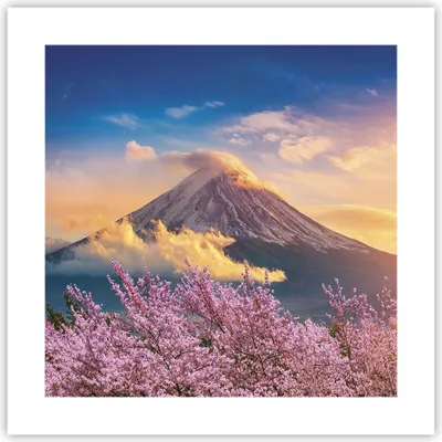 Produktbild von Poster - Poster ohne Rahmen - Fuji Blume Kirsche - 40x40 cm - Wand Bild - Wanddeko - Wandbilder - Kunstposter - Wandposter - Bilder - Kunstdruck - Wanddekoration - Wandbild - P2XAC40x40-4490