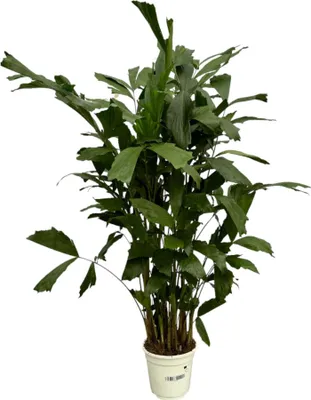 Obrázok produktu pre Trendyplants - Caryota Mitis - Palma s rybím chvostom - izbová rastlina - výška 110-130 cm - veľkosť kvetináča Ø19cm