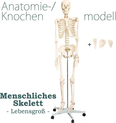 Produktbild von Anatomie Modell Skelett mit Knochen Körper Skeleton Menschliches Mensch Medizin Skelett Lebensgroß 175 cm mit Ständer Anatomy Menschen Lehrmodelle MedMod