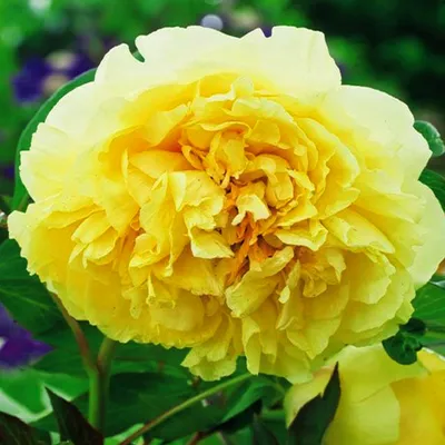 Produktbild von Päonie Paeonia Pfingstrose Blumen Rhizom Staude Blüten Päonie Prima Vera 1 St.