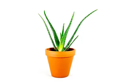 Obrázok produktu pre Gardners Aloe Vera, priemer 6 cm