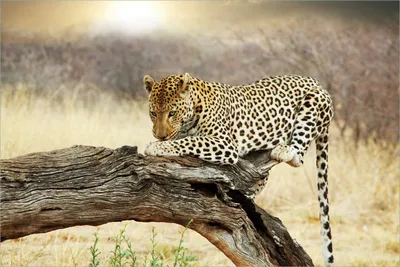 Produktbild von Wallario selbstklebendes Poster - Leopard auf Baumstamm in Afrika, Größe: 61 x 91,50 cm