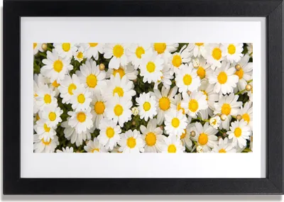 Produktbild von Bild 30x20 MDF-Rahmen Wandkunst Gänseblümchen Blumen