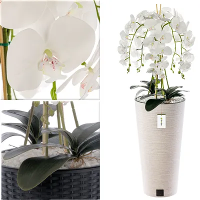 Knstliche Orchideen gnstig online kaufen | Kaufland.de