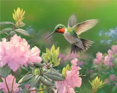 Immagine prodotto di Pittura per numeri - 40x50cm Colibrì