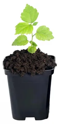 Produktbild von GardenPlus+ Standard Blumentopf Quadratisch Schwarz 0.5L