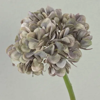 Produktbild von artplants.de Künstliche Hortensie Mandisa, beige-rosa, 65cm - Kunstblume Hortensie