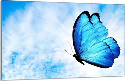 Produktbild von Glasschutzplatte für den Herd 80x52 Butterfly