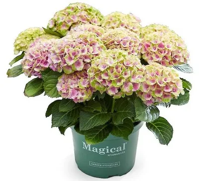 Produktbild von Green boutiQ - Balkonpflanze - Hortensie - Hydrangea Magical Jewel Pink - Rosa - 6-10 Blüten - 2 Pflanzen - Topf 23cm Höhe 55cm
