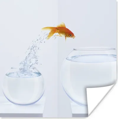 Produktbild von MuchoWow® Poster Goldfisch - Weiß - Fischglas 75x75 cm - Wand Dekoration