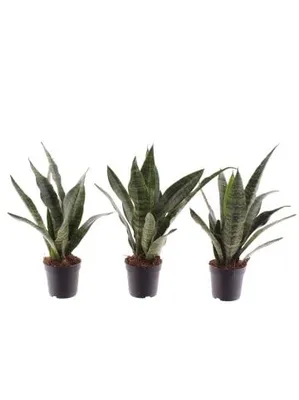 Produktbild von Bogenhanf Sansevieria trifasciata Black Coral 3er Set