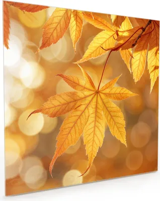 Produktbild von Küchenrückwand Spritzschutz Glas mit Motiv Herbstlich Glitzernd 40 x 40 cm
