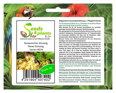Produktbild von 6x Koreanischer Ginseng Panax Garten Pflanzen - Samen #314
