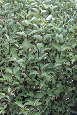 Produktbild von Cornus alba 'Kesselringii', Hartriegel, dunkelrot, 60–100 cm