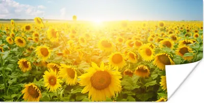 Produktbild von MuchoWow® Poster Sonnenblume - Sonne - Wolken 150x75 cm - ohne Rahmen