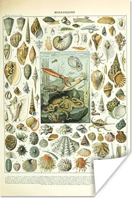 Produktbild von MuchoWow® Poster Meerestiere - Muschel - Vintage - Meer - Adolphe Millot 80x120 cm - Papierdruck