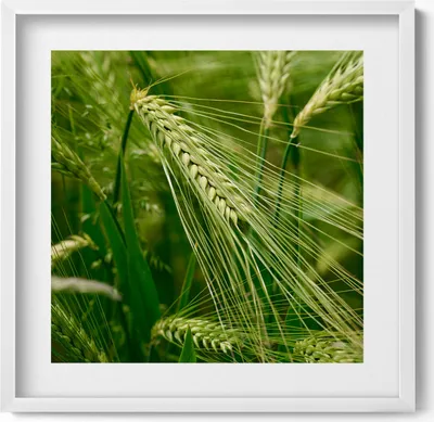 Produktbild von Grasähren im Sommer– Wandbild mit Rahmen – Gerahmtes Bild  – Wanddekoration – 50x50 cm –  Weiß Rahmen
