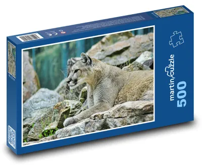 Produktbild von Puzzle 500 Puma in der Wildnis - martinpuzzle