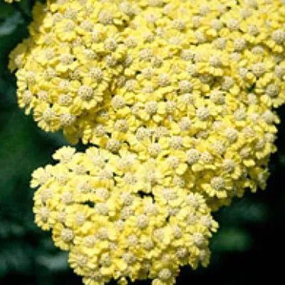 Produktbild von 6 x Duizendblad  - Achillea 'Taygetea'  | Topf 9cm x 9cm