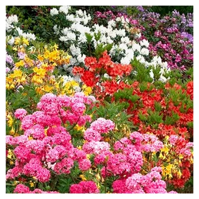 Produktbild von 3 X Gemischte Rhododendren Buschige Sträucher Bunte Topfgartenpflanzen Im Topf
