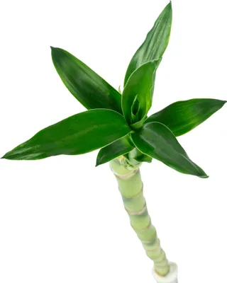 Produktbild von Glücksbambus 'Lucky Bamboo' gerader Stengel, im Röhrchen - pflegeleichte Zimmerpflanze, Dracaena Sanderiana - Höhe ca. 50 cm, Topf-Ø 5 cm
